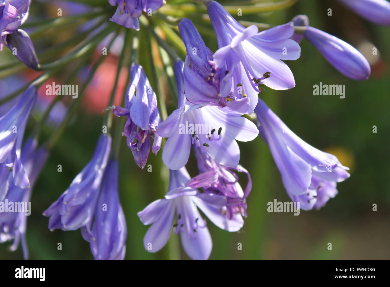 Drooping flowers hires stock photography and images Alamy