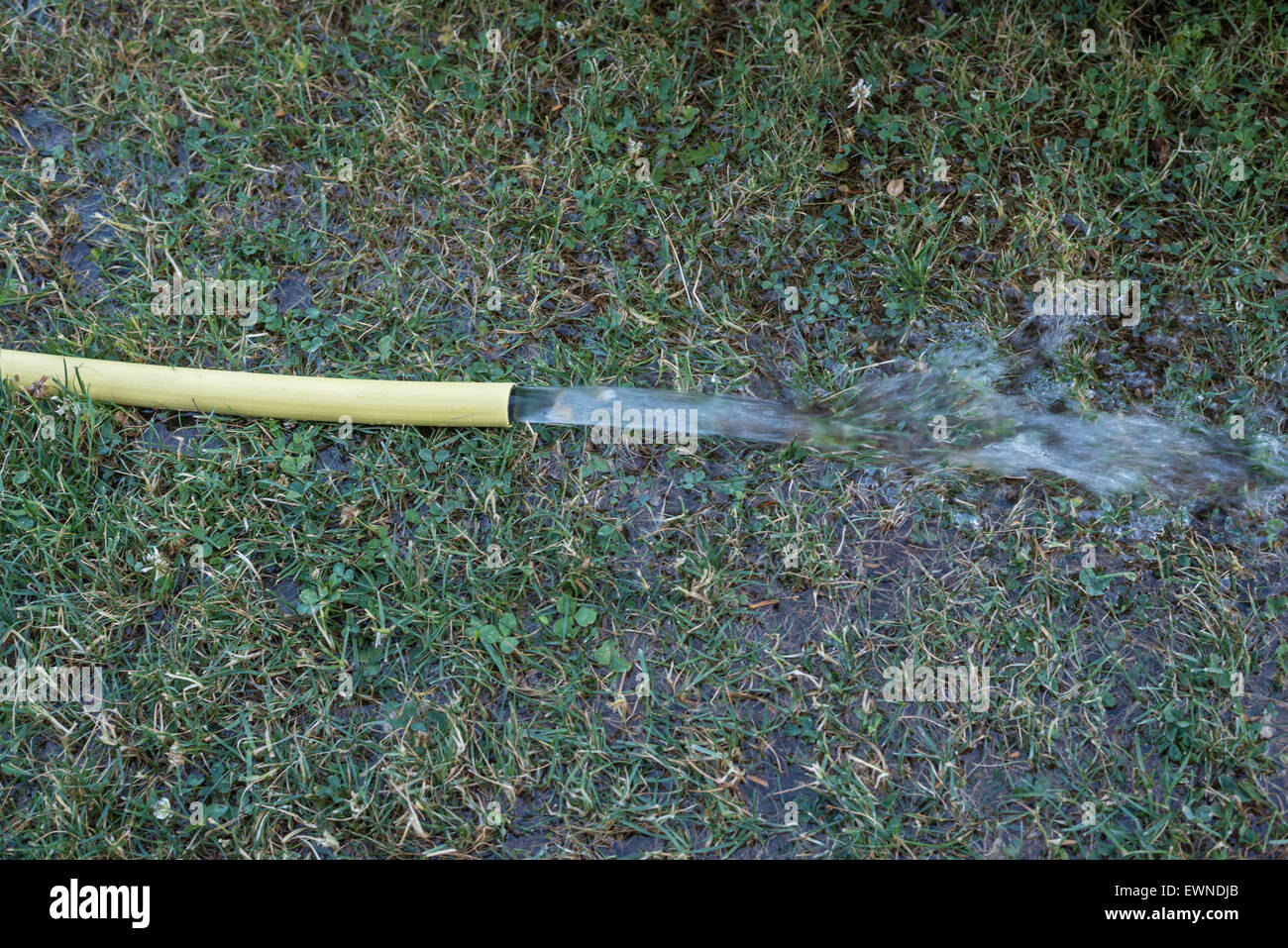 A yellow garden hose watering a green lawn Stock Photo Alamy