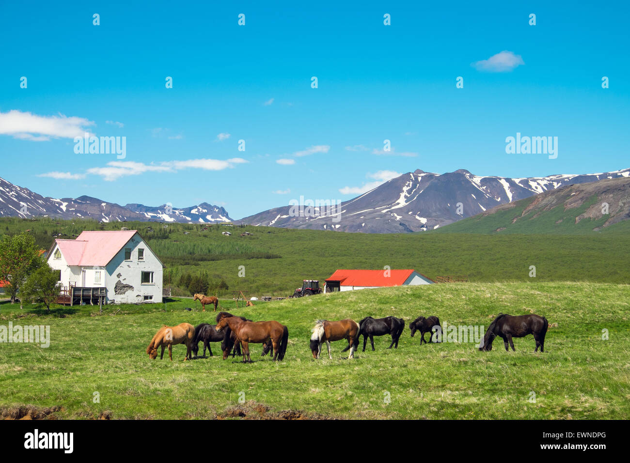 Typical icelandic farm with grazing icelandic horses Stock Photo Alamy