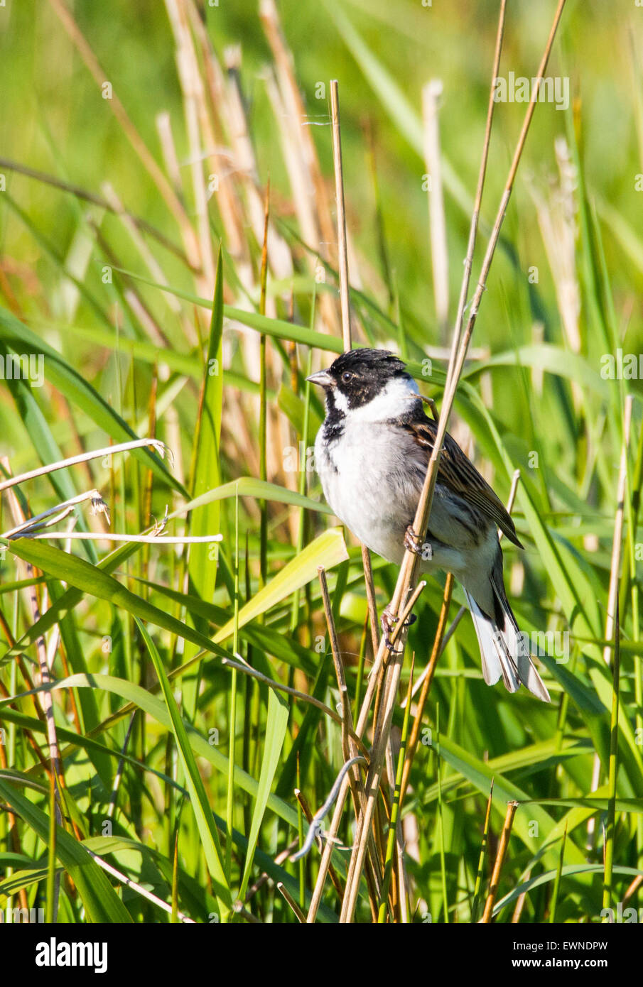 A male Reed Bunting (Emberiza schoeniclus) on a song perch in Ambleside, Cumbria, UK. Stock Photo