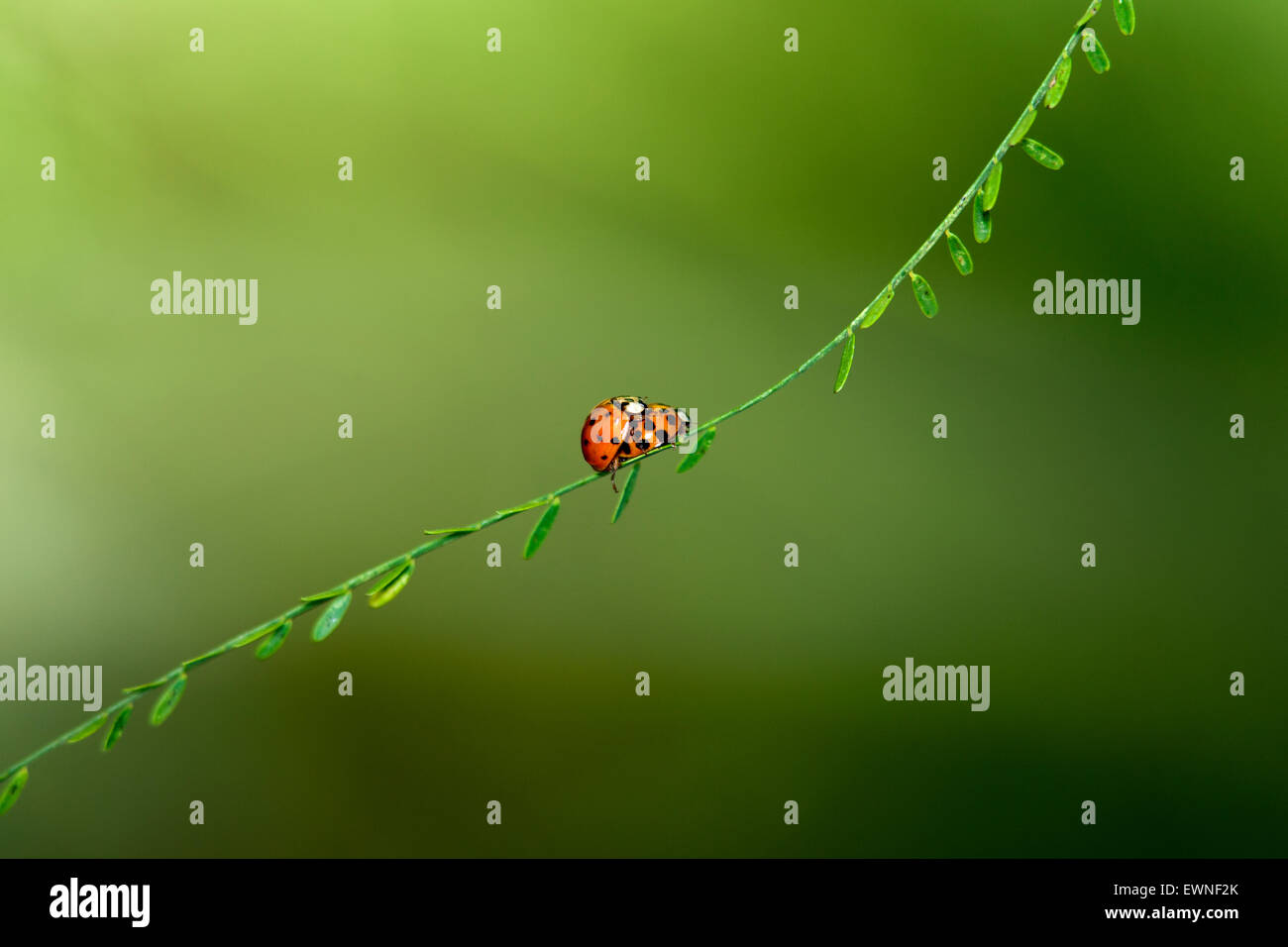 Ladybugs Mating (Coccinellidae) - Camp Lula Sams - Brownsville, Texas, USA Stock Photo