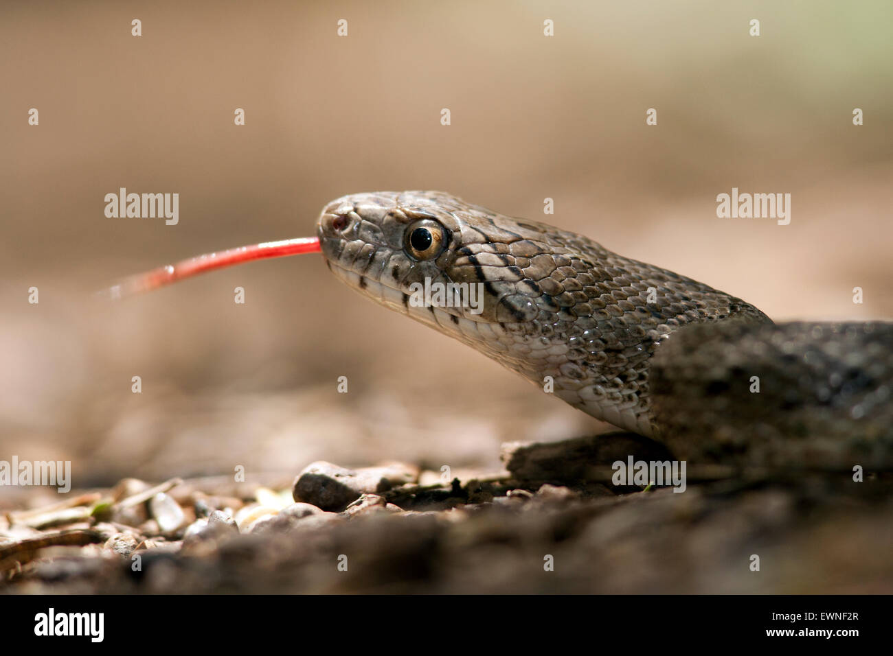 Great Plains Rat Snake (Pantherophis emoryi) - Camp Lula Sams, Brownsville, Texas, USA Stock Photo