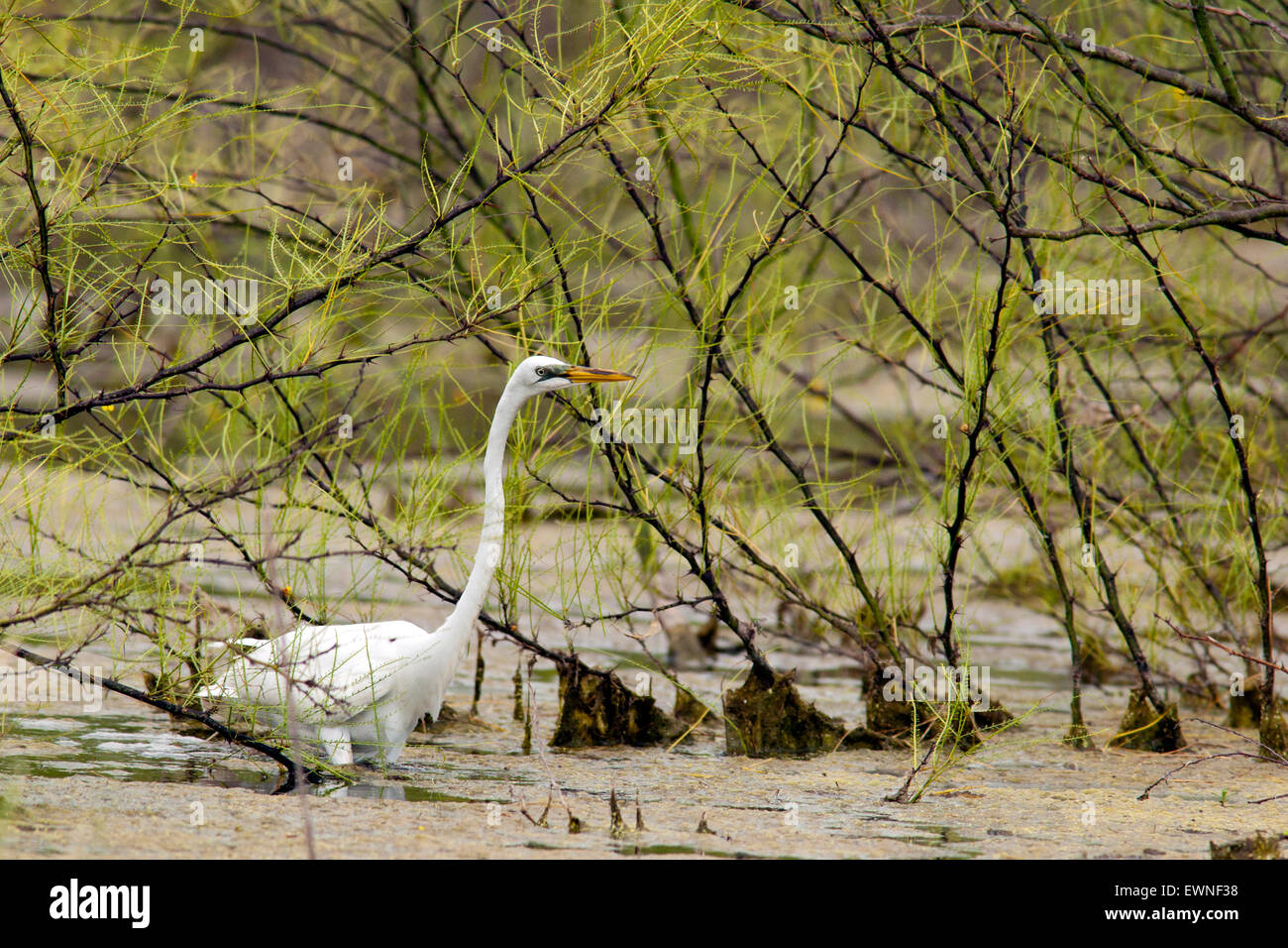 Great Egret (Ardea alba) - Camp Lula Sams, Brownsville, Texas USA Stock Photo