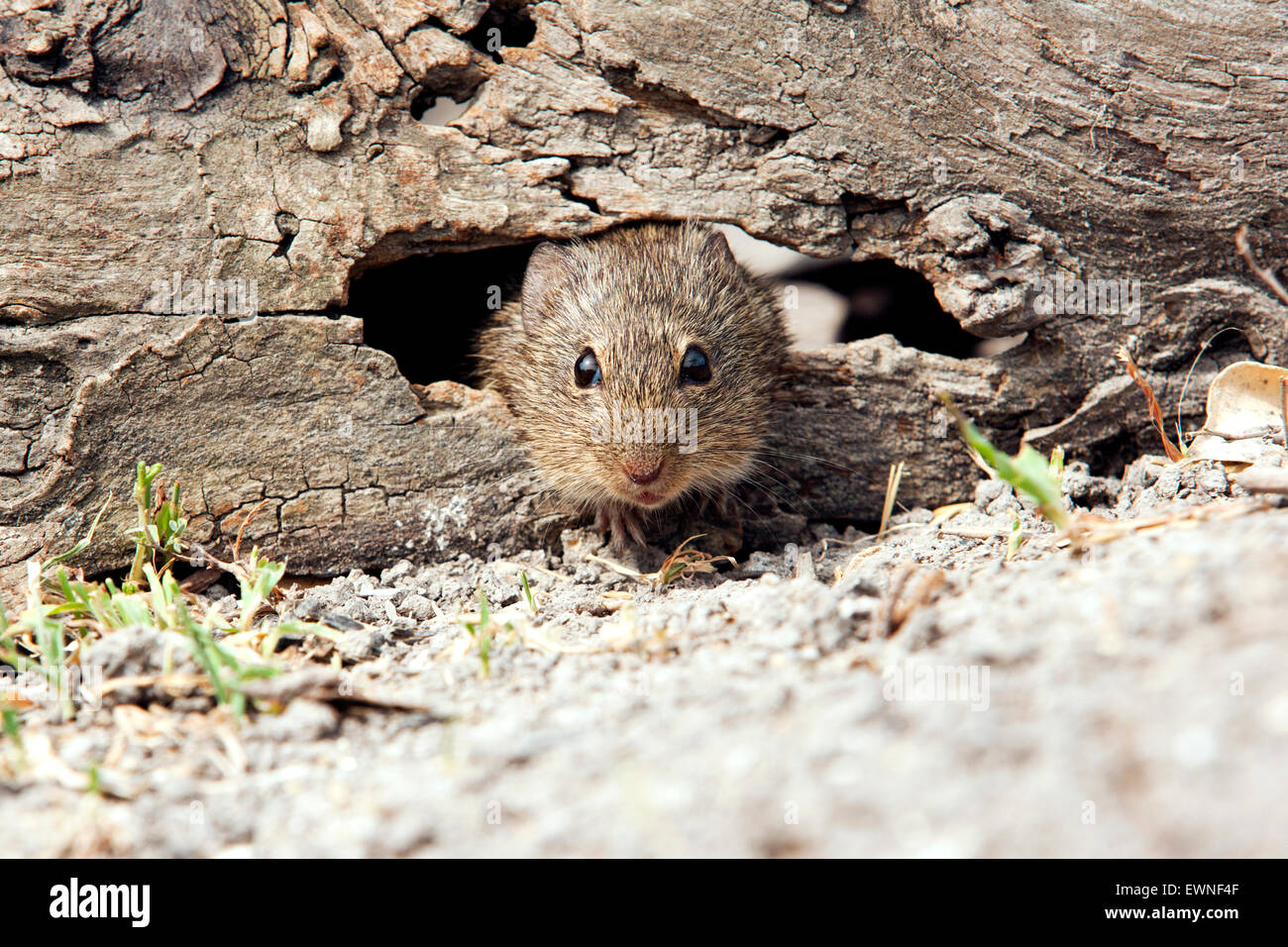 Mammal rat cotton hires stock photography and images Alamy