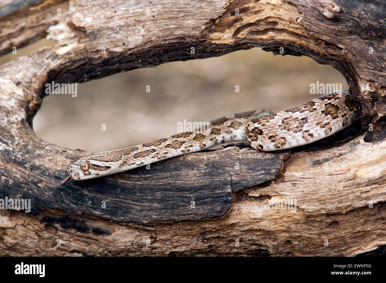 Great Plains Rat Snake (Pantherophis emoryi) - Camp Lula Sams, Brownsville, Texas, USA Stock Photo
