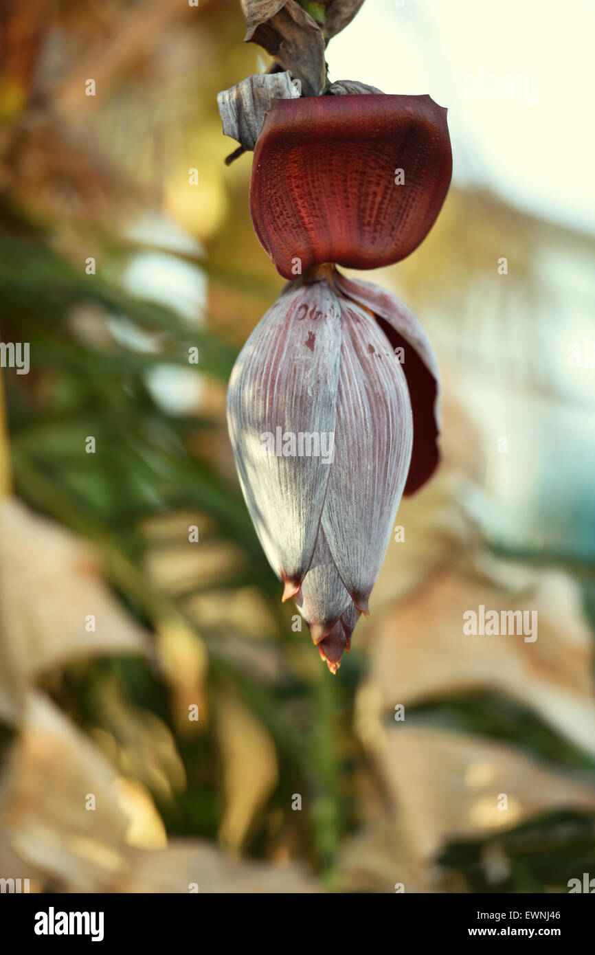 Banana Tree Bloom Stock Photo Alamy