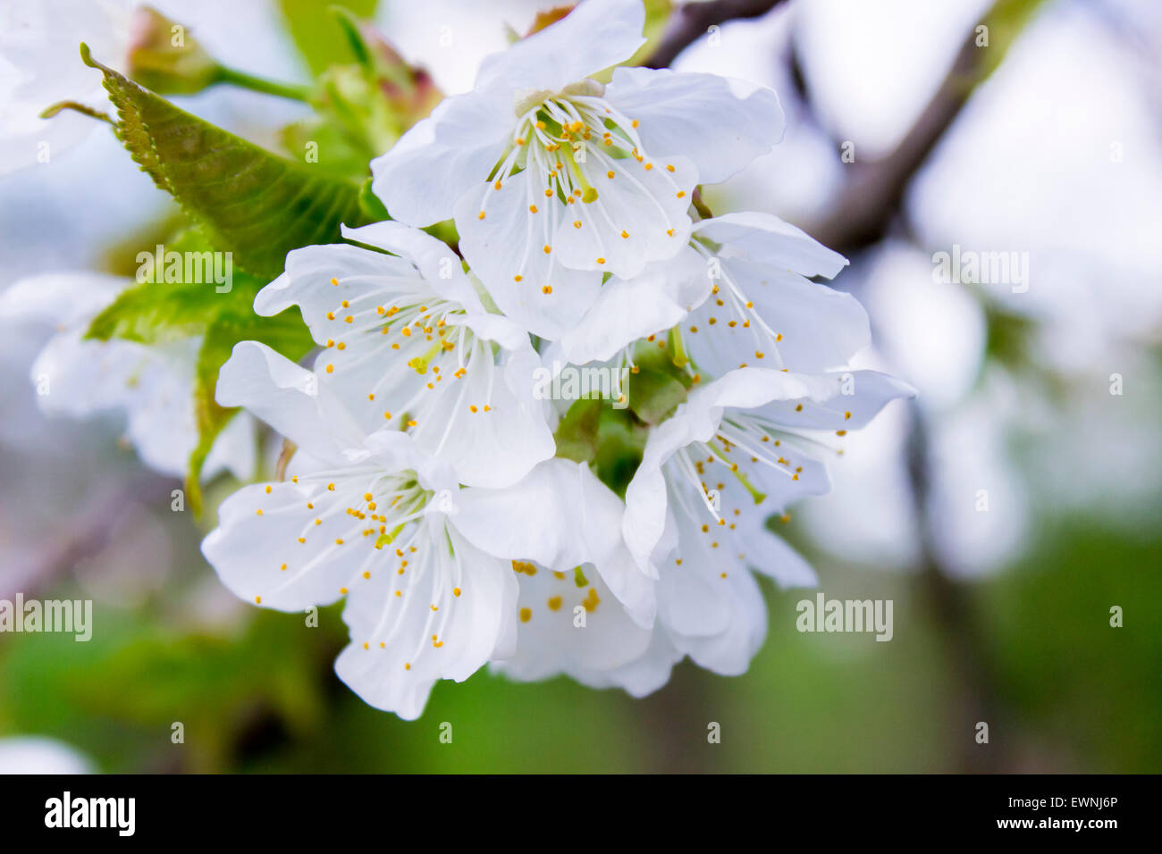 Detail of the spring tree blossom Stock Photo - Alamy