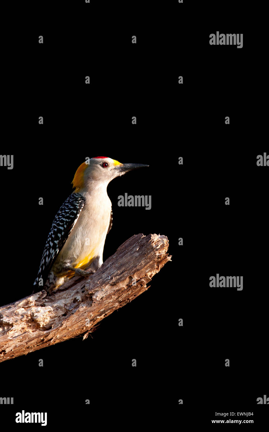 Male Golden-fronted Woodpecker (Melanerpes aurifrons) - Camp Lula Sams, Brownsville, Texas, USA Stock Photo