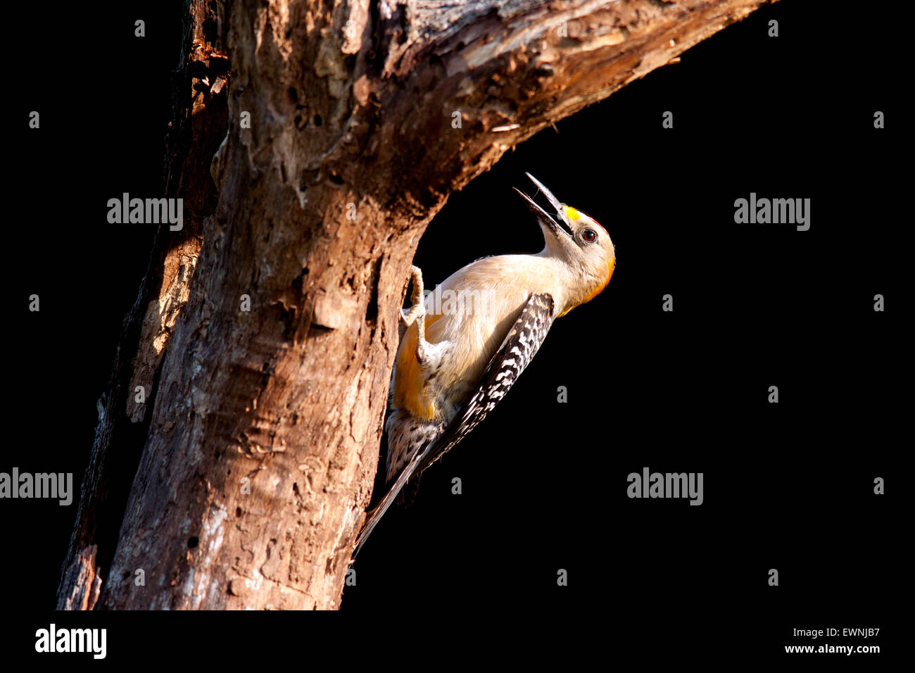 Male Golden-fronted Woodpecker (Melanerpes aurifrons) - Camp Lula Sams, Brownsville, Texas, USA Stock Photo