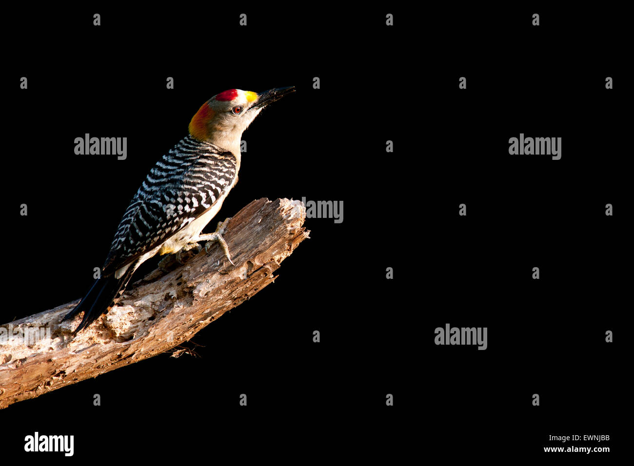 Male Golden-fronted Woodpecker (Melanerpes aurifrons) - Camp Lula Sams, Brownsville, Texas, USA Stock Photo