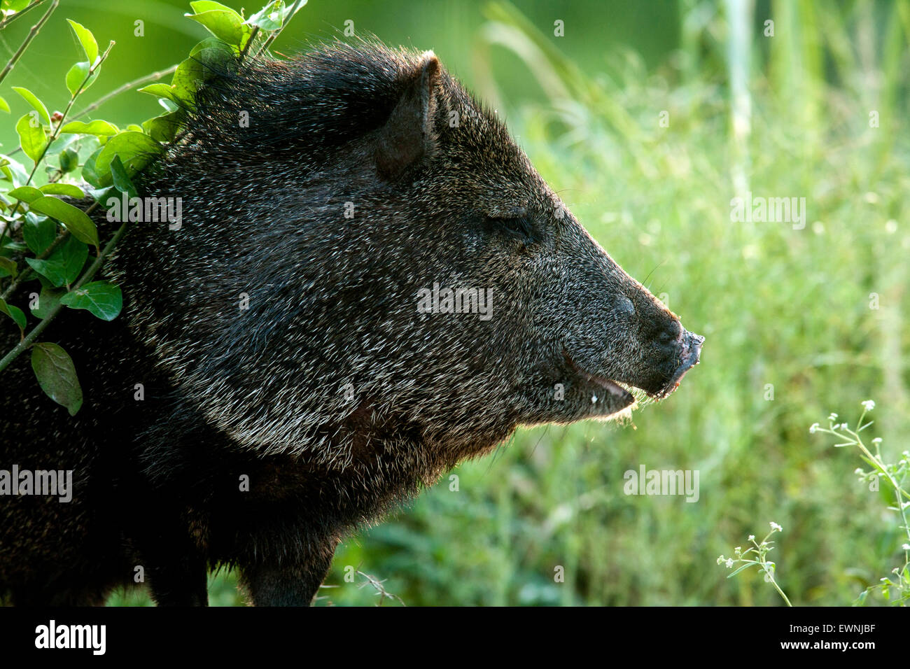 Profile of Javelina or Collared Peccary Camp Lula Sams Brownsville