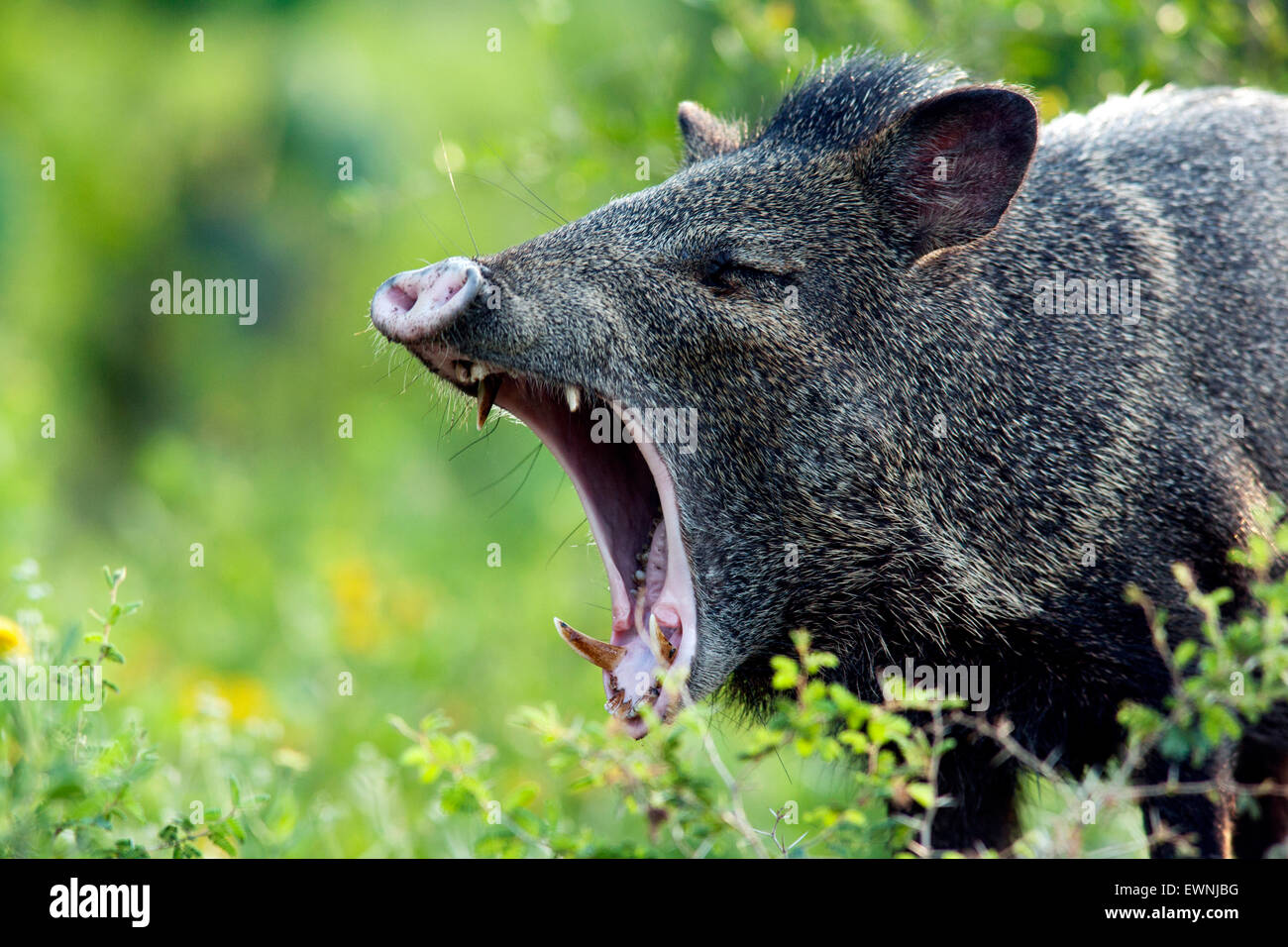 Javelina or Collared Peccary Camp Lula Sams Brownsville, Texas USA