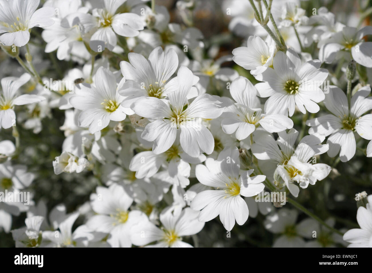 Wild white flowers in bloom, Snow in Summer - Cerastium Tomentosum Stock Photo