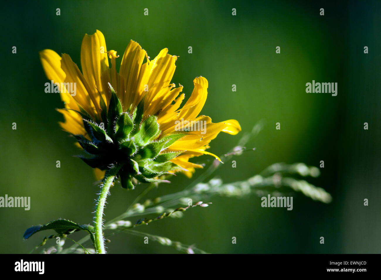 Yellow Flower Camp Lula Sams Brownsville, Texas, USA Stock Photo