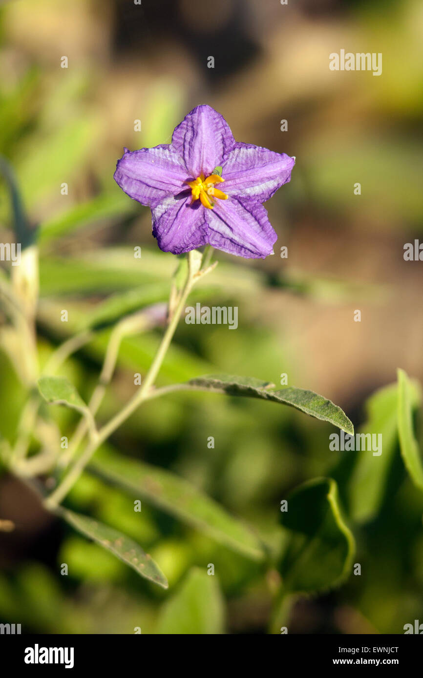 Silver-leaf nightshade (Solanum elaegnifolium) - Camp Lula Sams - Brownsville, Texas, USA Stock Photo