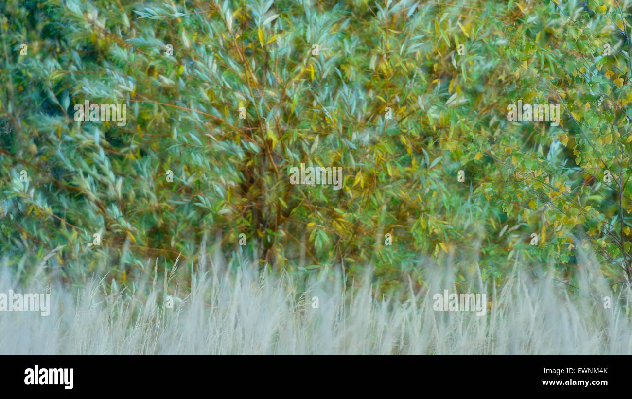 willows in autumn wind, müritz national park, mecklenburg-vorpommern, germany Stock Photo