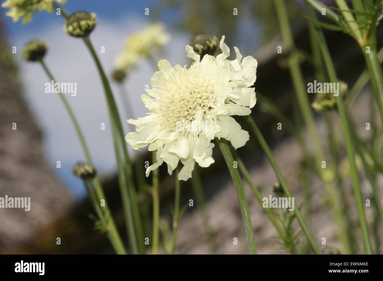 Cephalaria gigantea Stock Photo