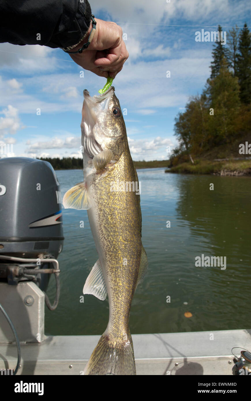 Walleye fishing on the Saskatchwan River in northern Alberta,Canada Stock  Photo - Alamy