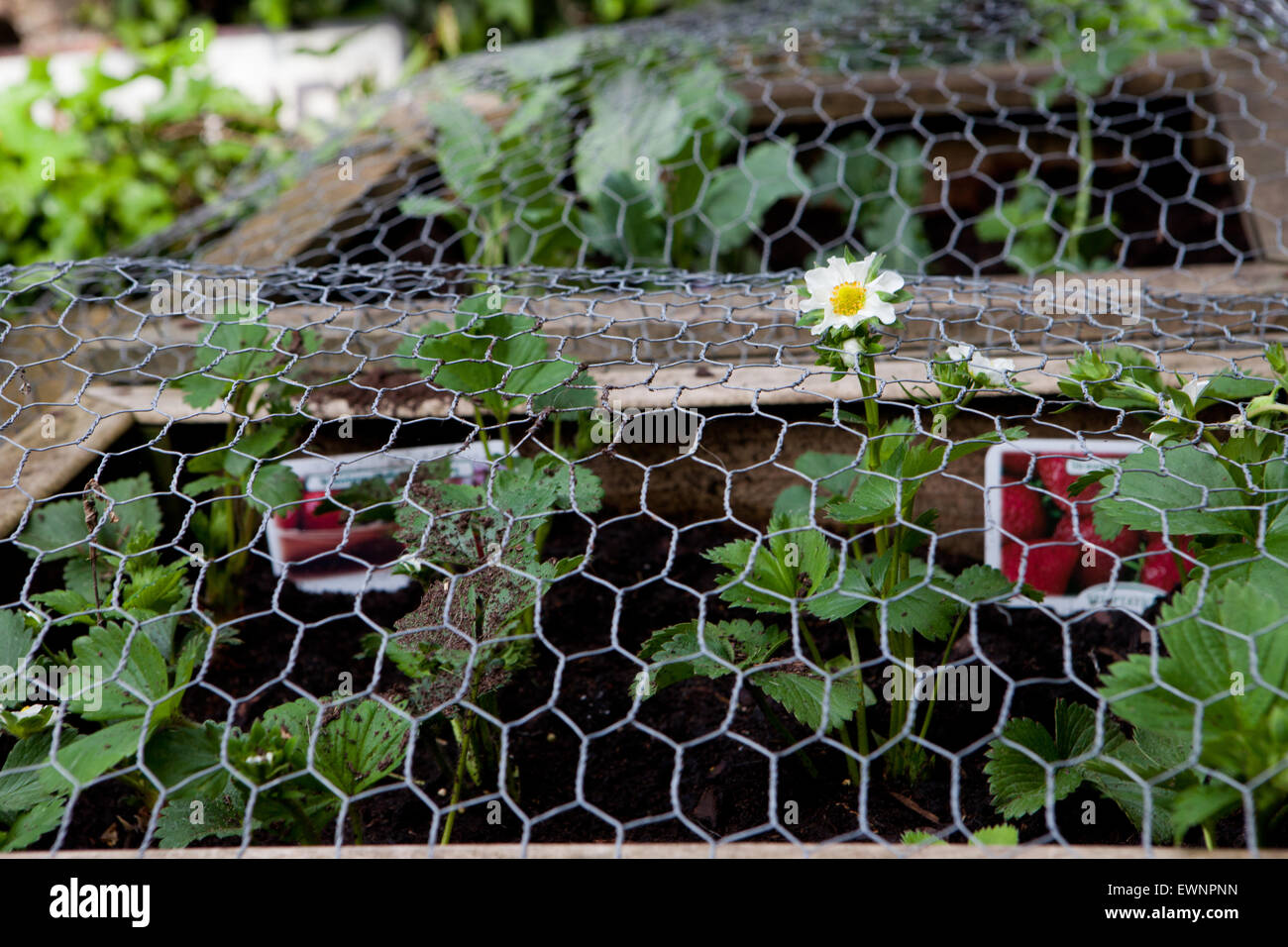 Strawberry patch with chicken wire Stock Photo