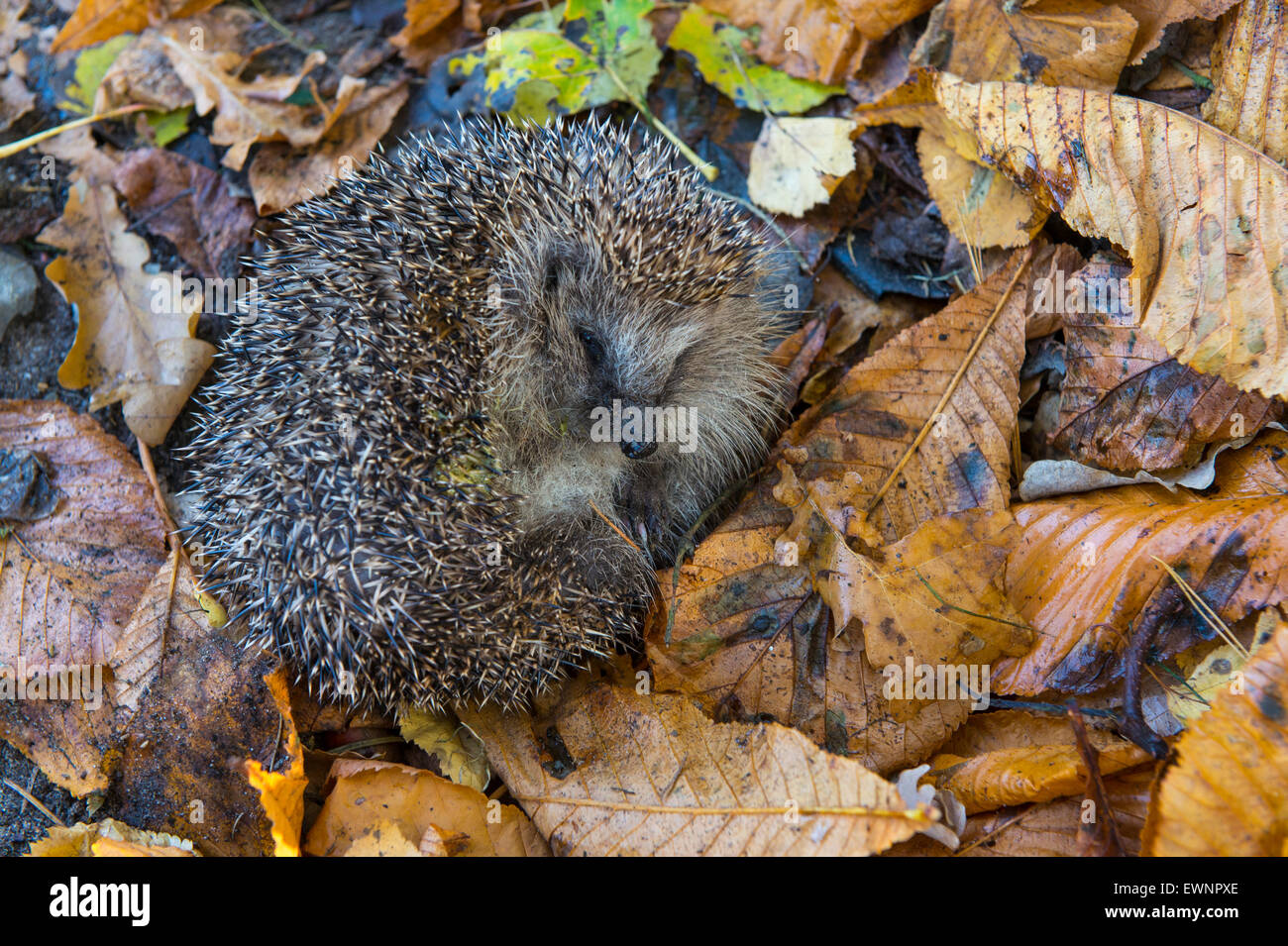 hedgehog in autumn leaves, erinaceidae, germany Stock Photo