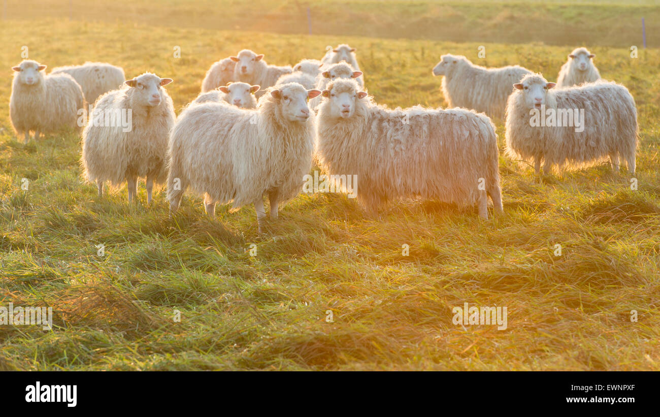flock of sheep at sunrise, diepholzer moorniederung, niedersachsen, germany Stock Photo