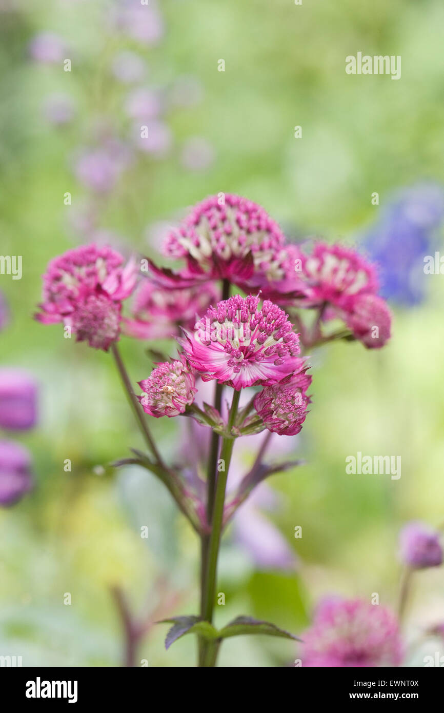 Astrantia 'Star of Beauty'. Masterwort flowers. Stock Photo