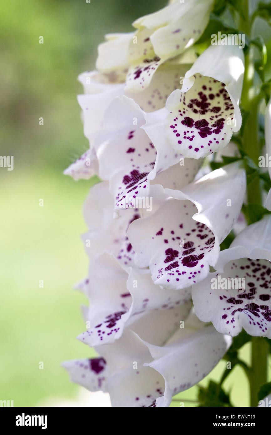 Digitalis purpurea 'Pams Choice'. Common foxglove spikes in an English garden. Stock Photo