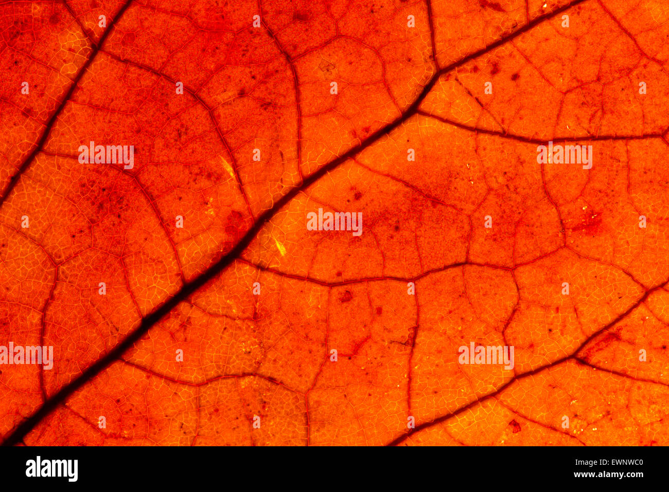 Structure of leaf hi-res stock photography and images - Alamy
