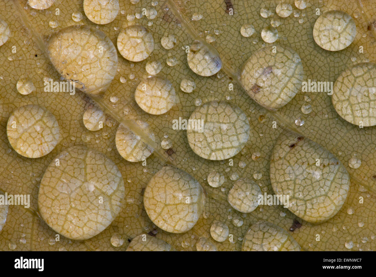 waterdrops of an autumnal leaf Stock Photo