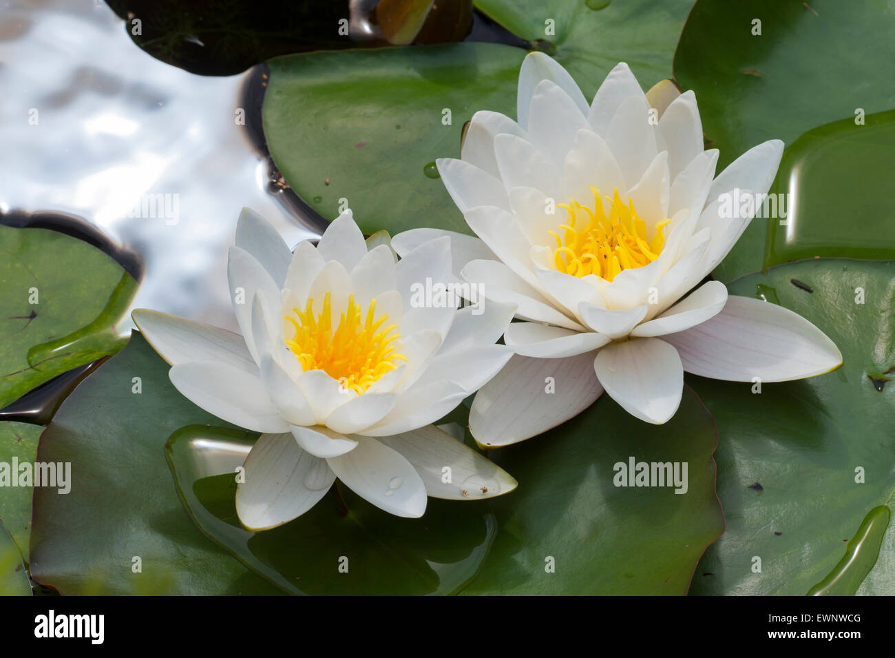 two water lilies Stock Photo