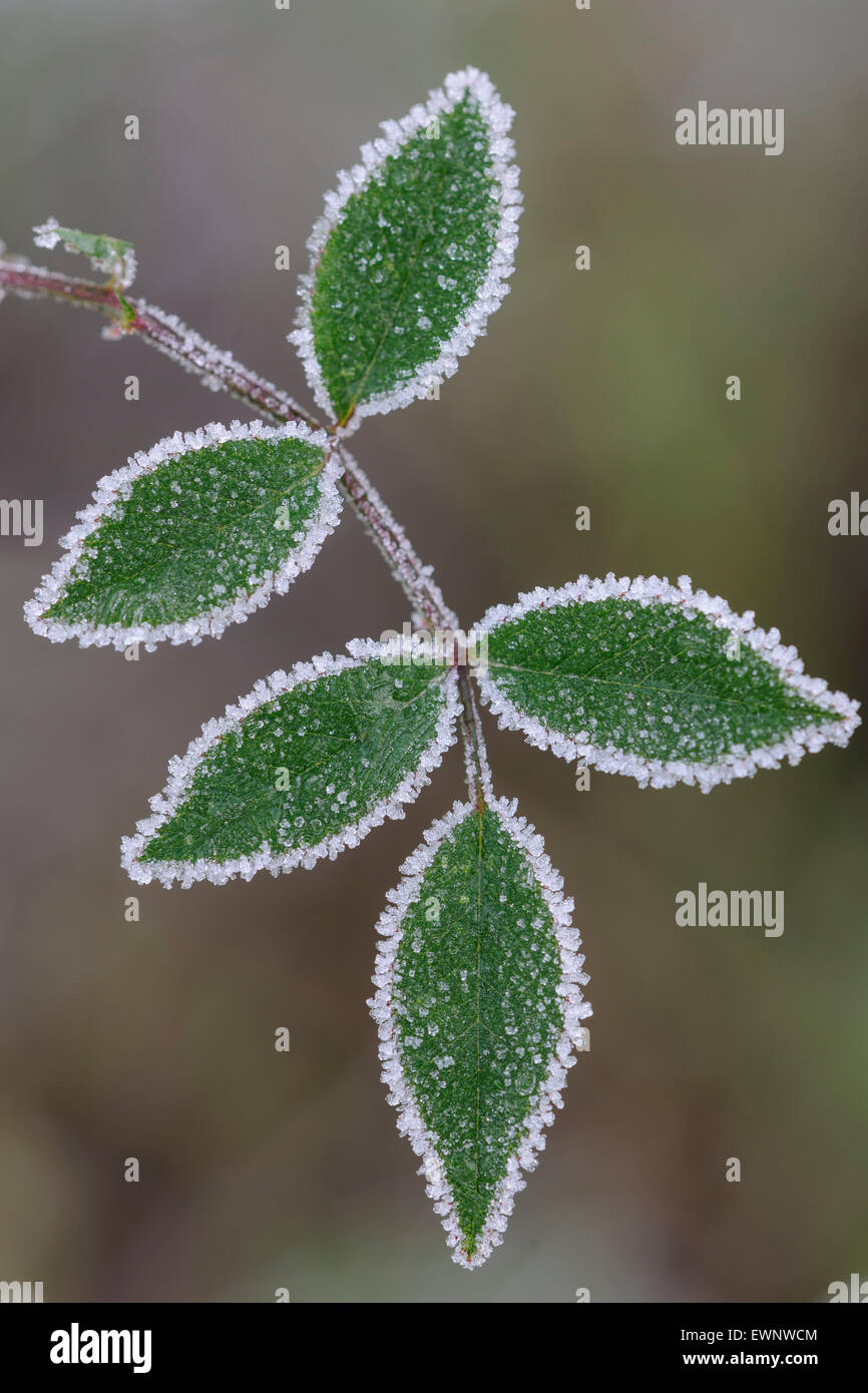 leaves with hoar frost Stock Photo
