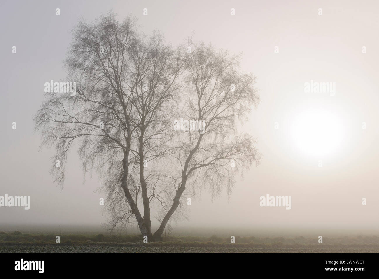 birch tree in november fog, niedersachsen, germany Stock Photo