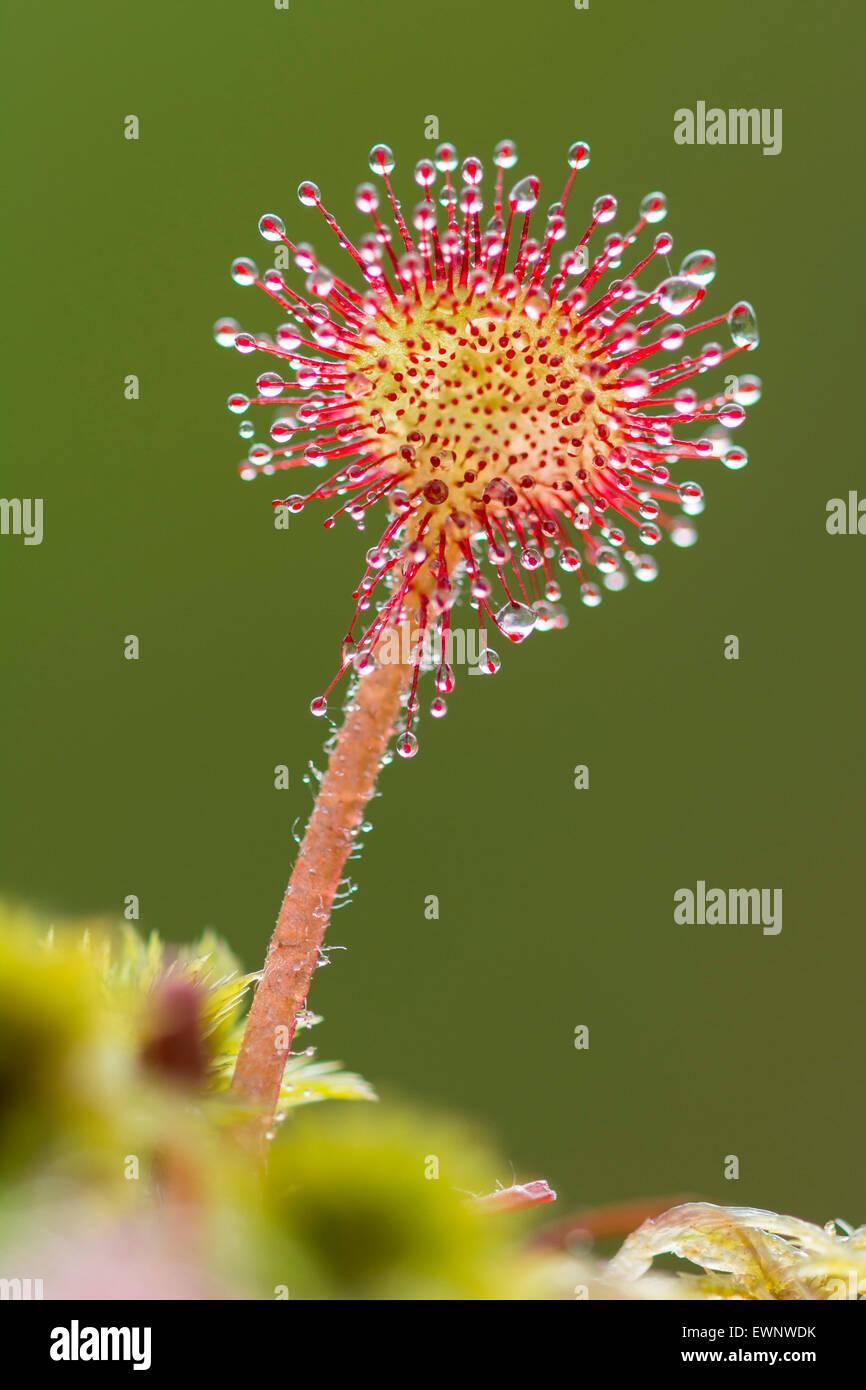 round-leaved sundew (drosera rotundifolia), goldenstedter moor, lower saxony, germany Stock Photo