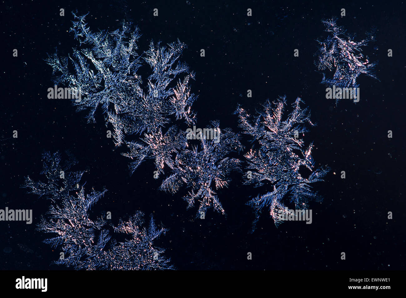 Ice Crystal Stock Photos & Ice Crystal Stock Images Alamy