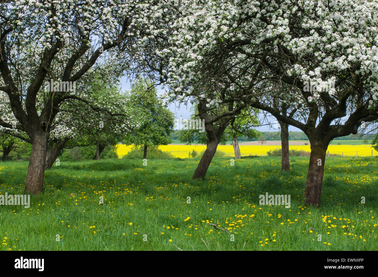 blooming apple trees in orchard, müritz national park, mecklenburg-vorpommern, germany Stock Photo