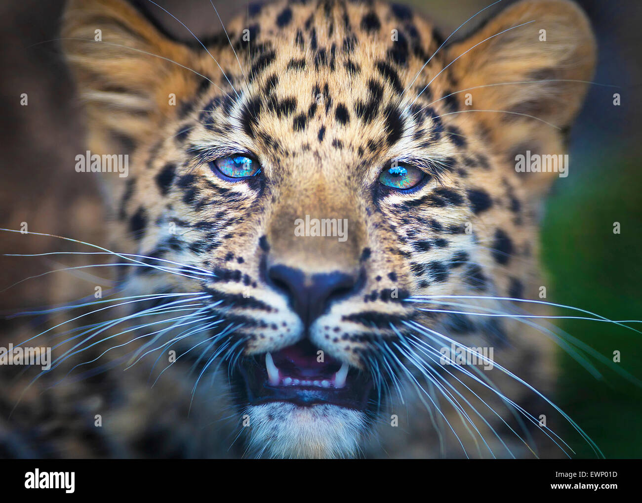 Young Leopard 1 Stock Photo