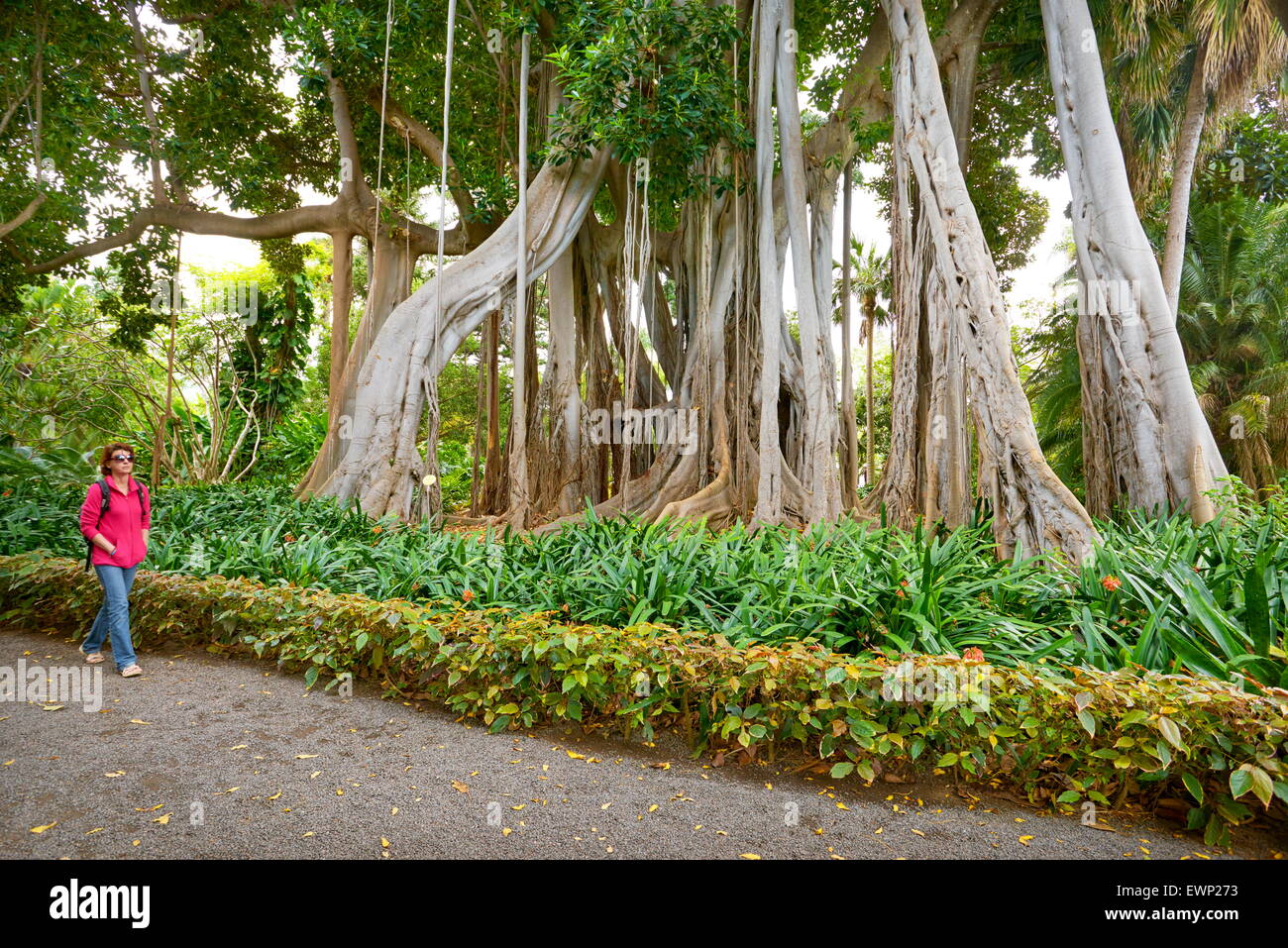 Ficus Tree, Botanic Garden, Puerto de la Cruz, Tenerife, Canary Islands, Spain Stock Photo