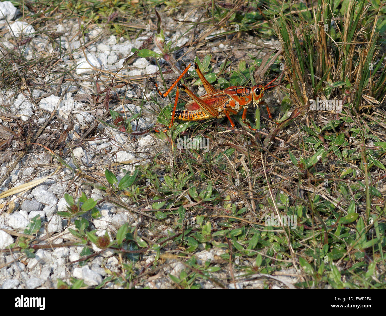 Eastern Lubber Grasshopper in grass Stock Photo