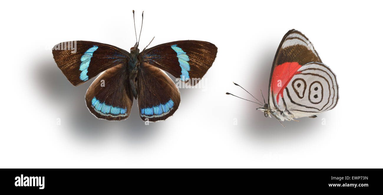 Butterfly isolated on white Stock Photo - Alamy