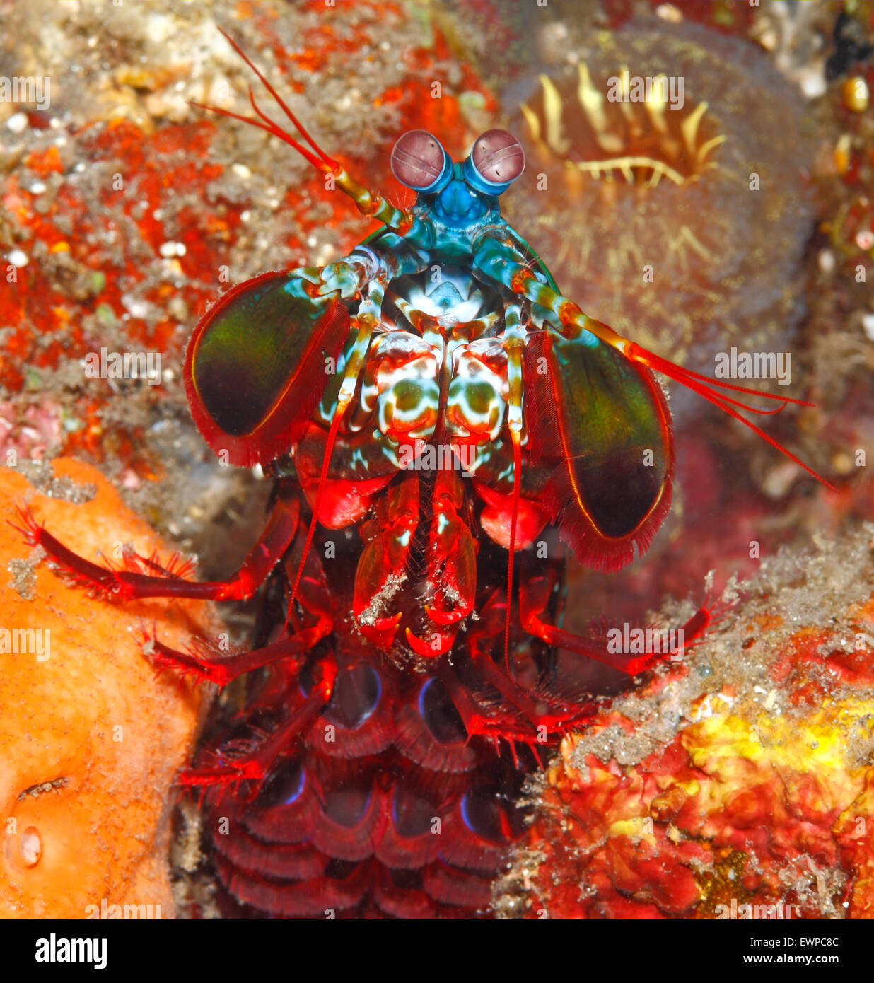 Peacock Mantis Shrimp, Odontodactylus scyllarus, also known as a Harlequin Mantis Shrimp, Painted Mantis Shrimp and Clown Mantis Shrimp. Stock Photo