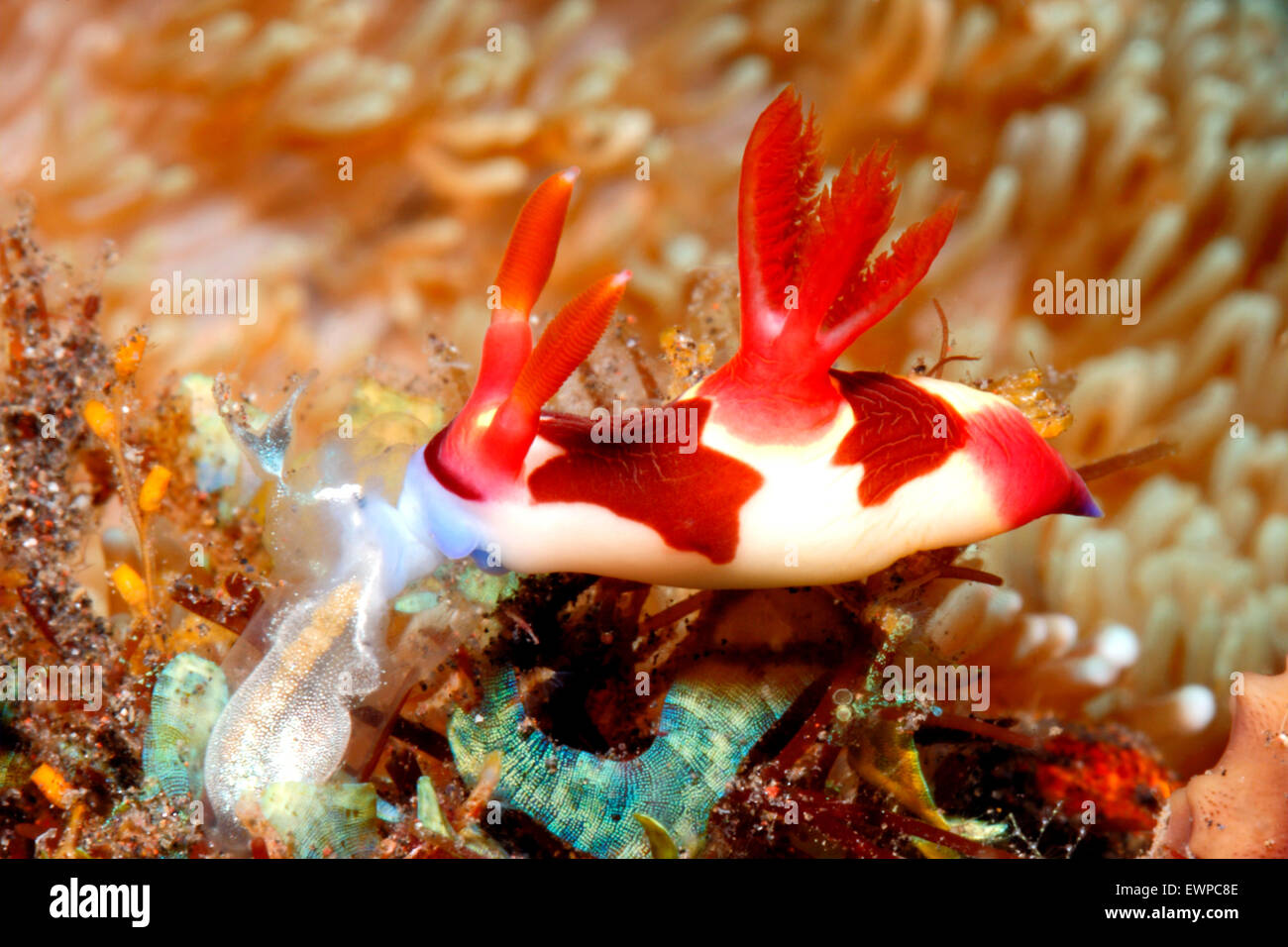 Red-Gilled Nudibranch, or Sea Slug, Nembrotha chamberlaini, eating an Ascidian. Tulamben, Bali, Indonesia. Bali Sea, Indian Stock Photo