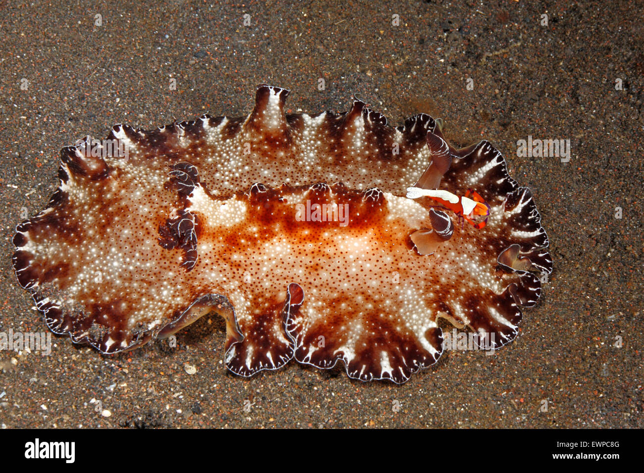 Nudibranch, Discodoris boholiensis, with Emperor Shrimp, Zenopontonia rex. previously Periclimenes imperator Stock Photo