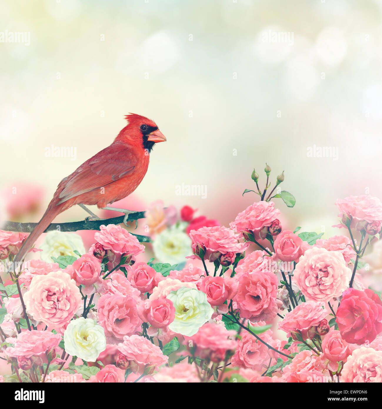 Red Cardinal Bird Perches In Rose Garden Stock Photo Alamy