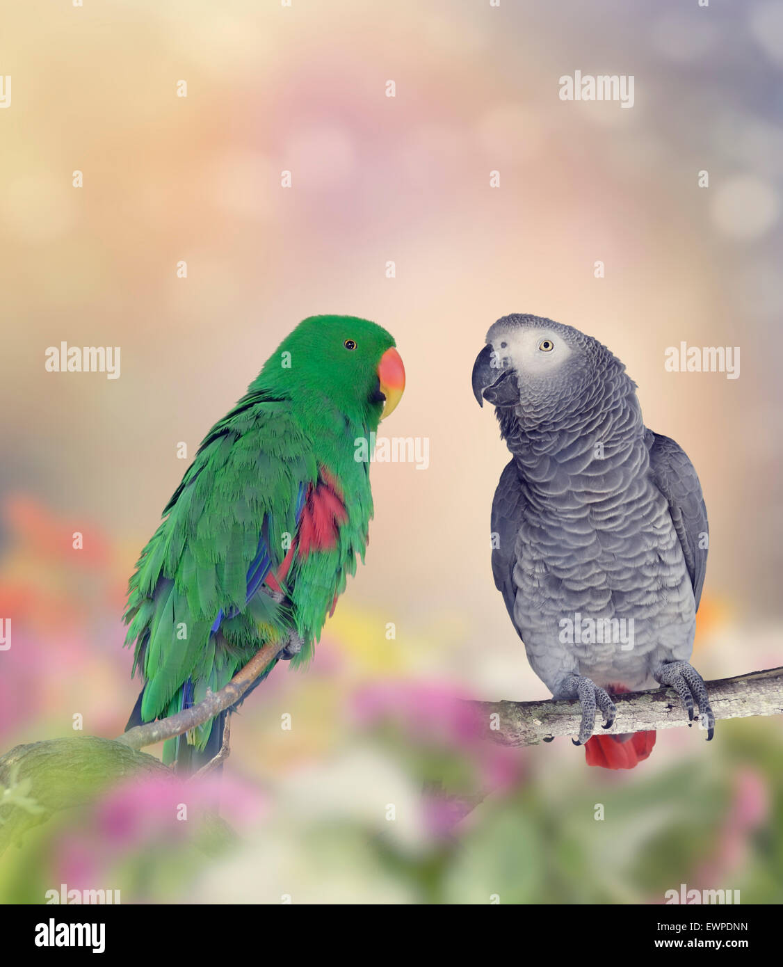 African Grey Parrot and Green Parakeet Perching Stock Photo - Alamy