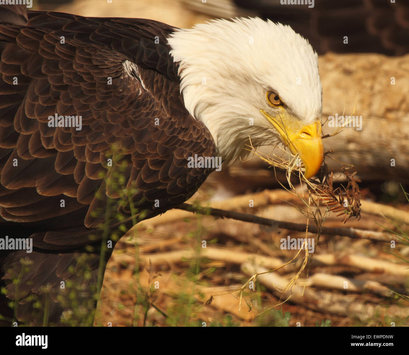 A Bald Eagle with nesting material in its mouth. Stock Photo