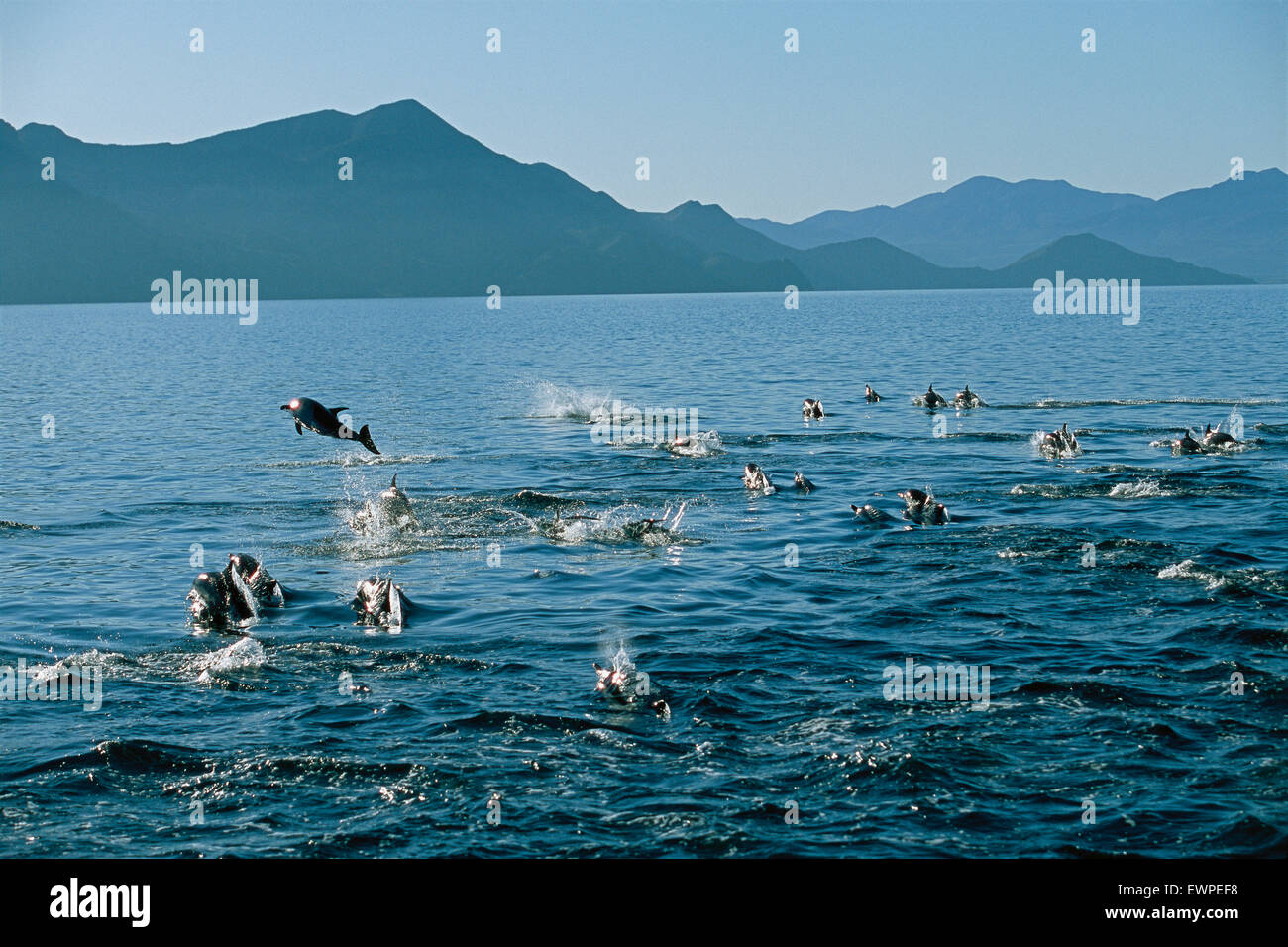 A school of dolphin herding fish Stock Photo
