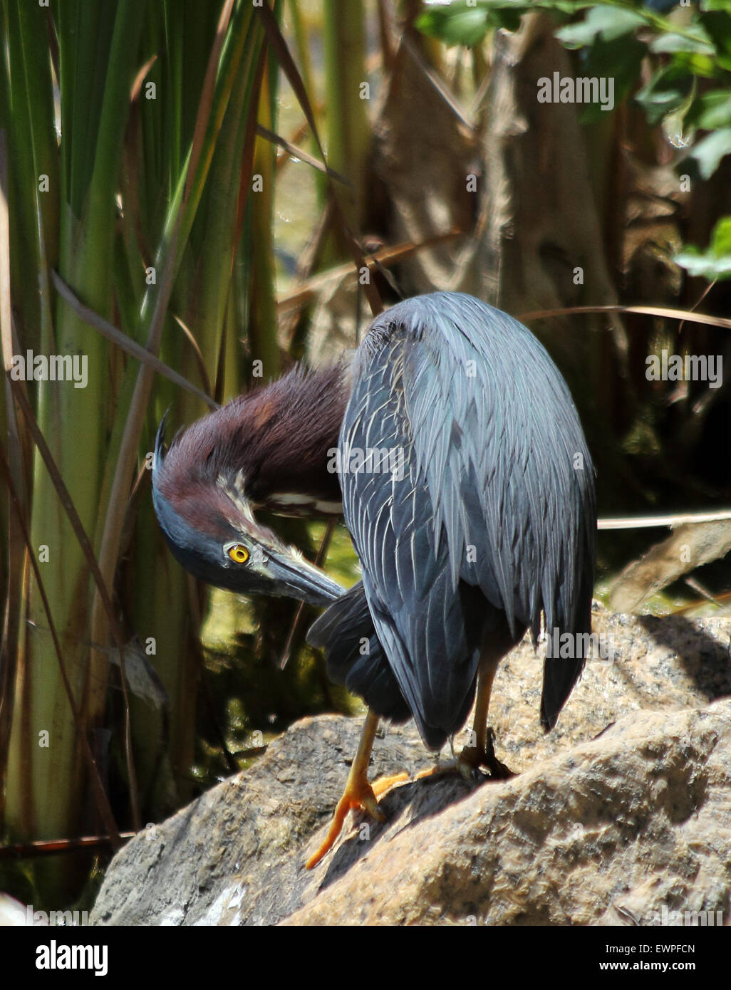 A Tri-colored heron preening at the waters edge. Stock Photo