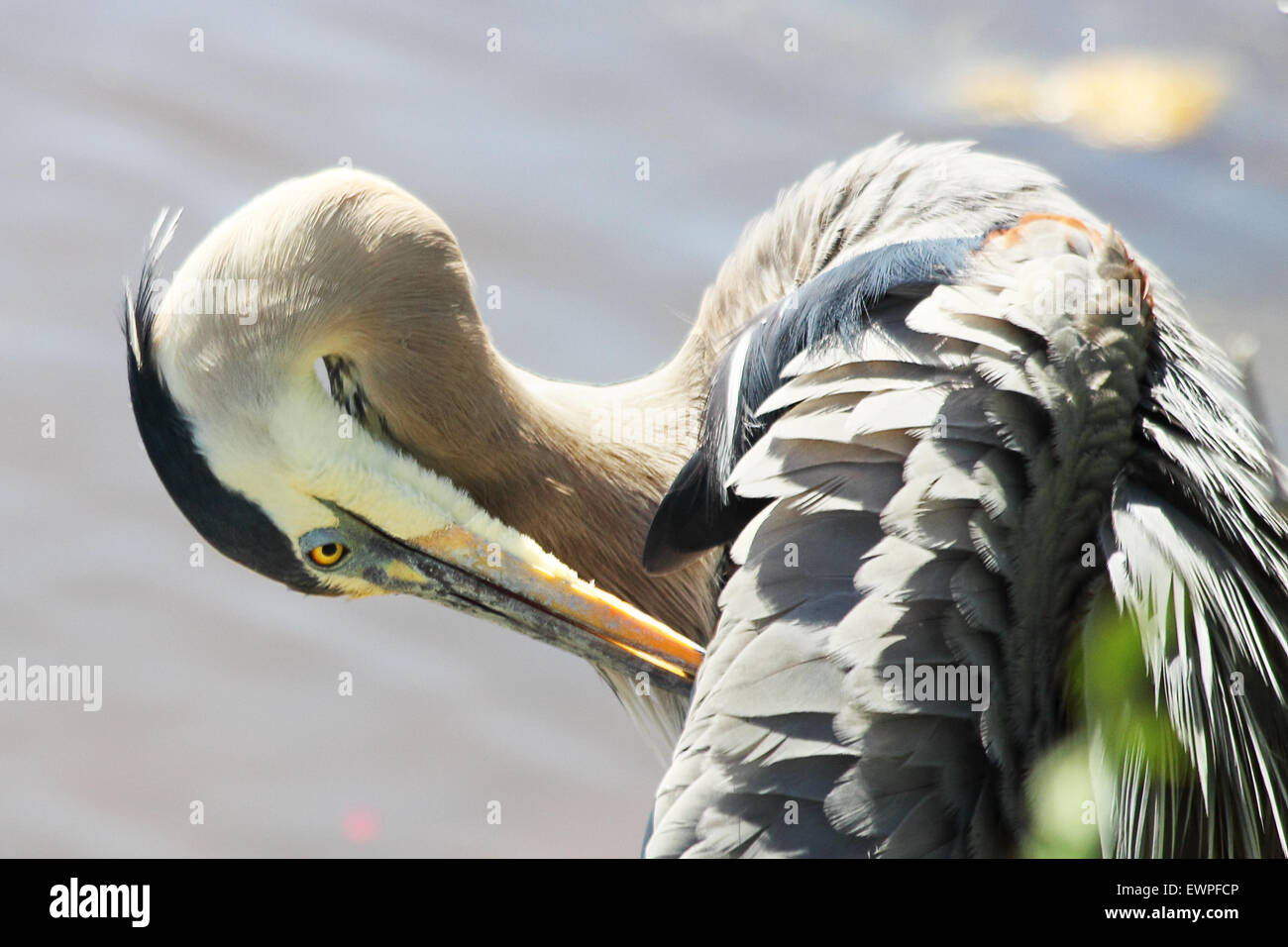 A Great blue heron preening at the waters edge. Stock Photo