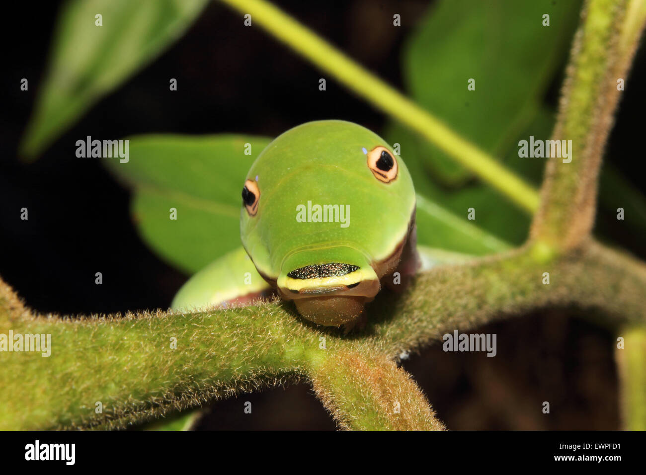 A Spicebush Swallowtail caterpillar crawls along a leaf. Stock Photo