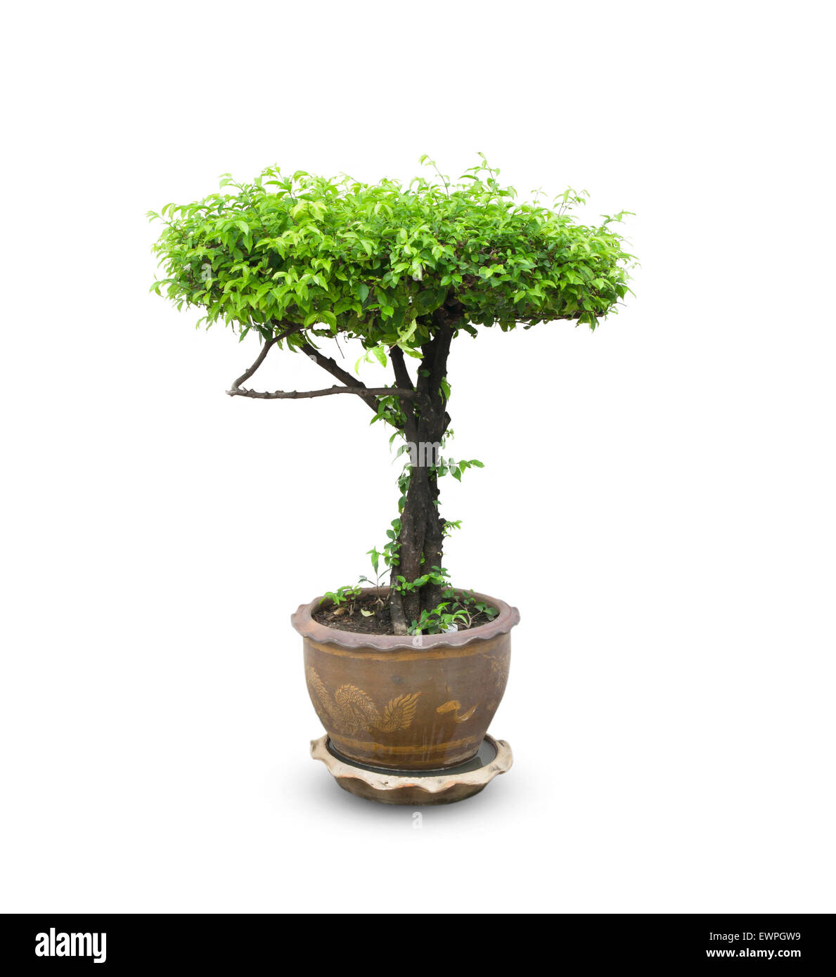 Bonsai tree in a pot isolated on white background Stock Photo - Alamy